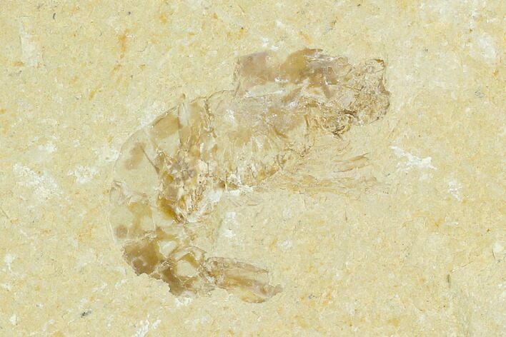 Cretaceous Fossil Shrimp - Lebanon #123930